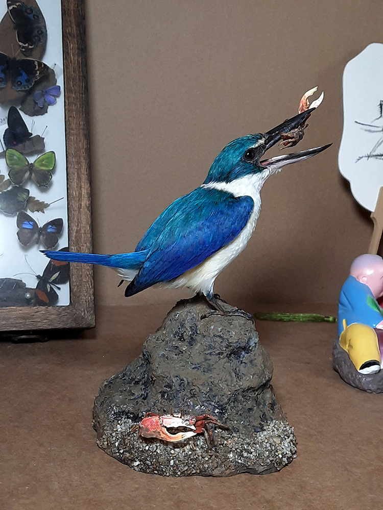 Superbwin Taxidermy Art