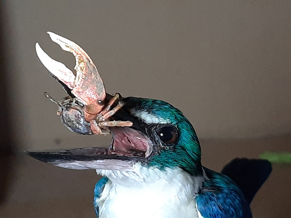 Collared Kingfisher