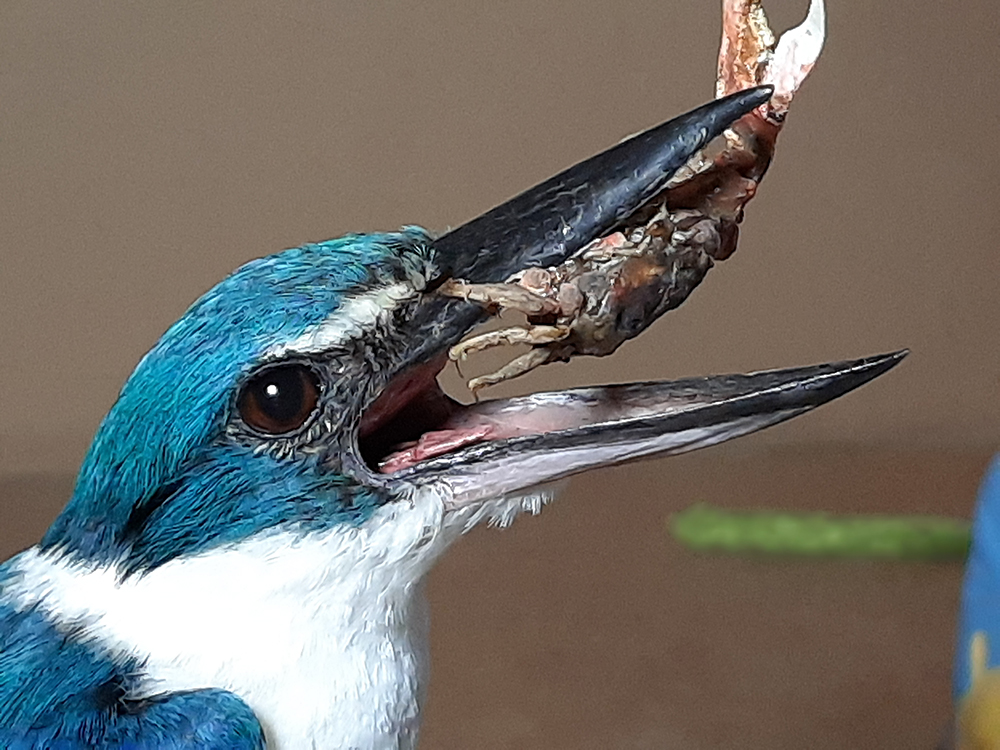 Collared Kingfisher