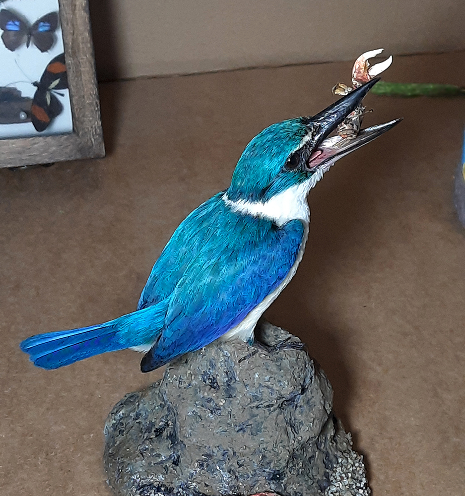 Superbwin Taxidermy Art
