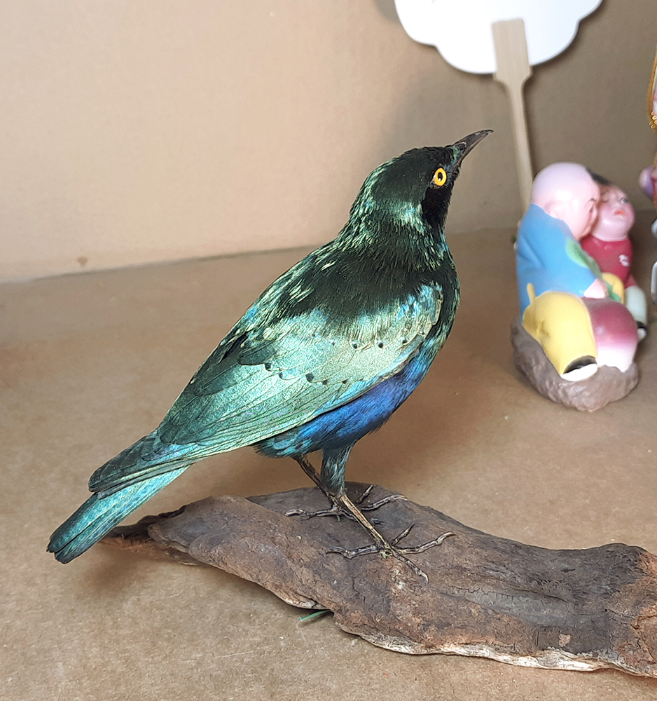 Superbwin Taxidermy Art