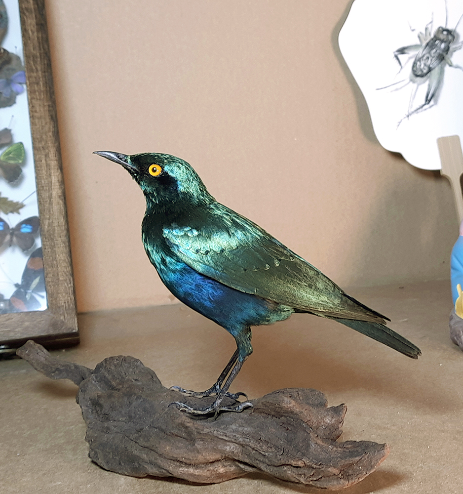 Superbwin Taxidermy Art