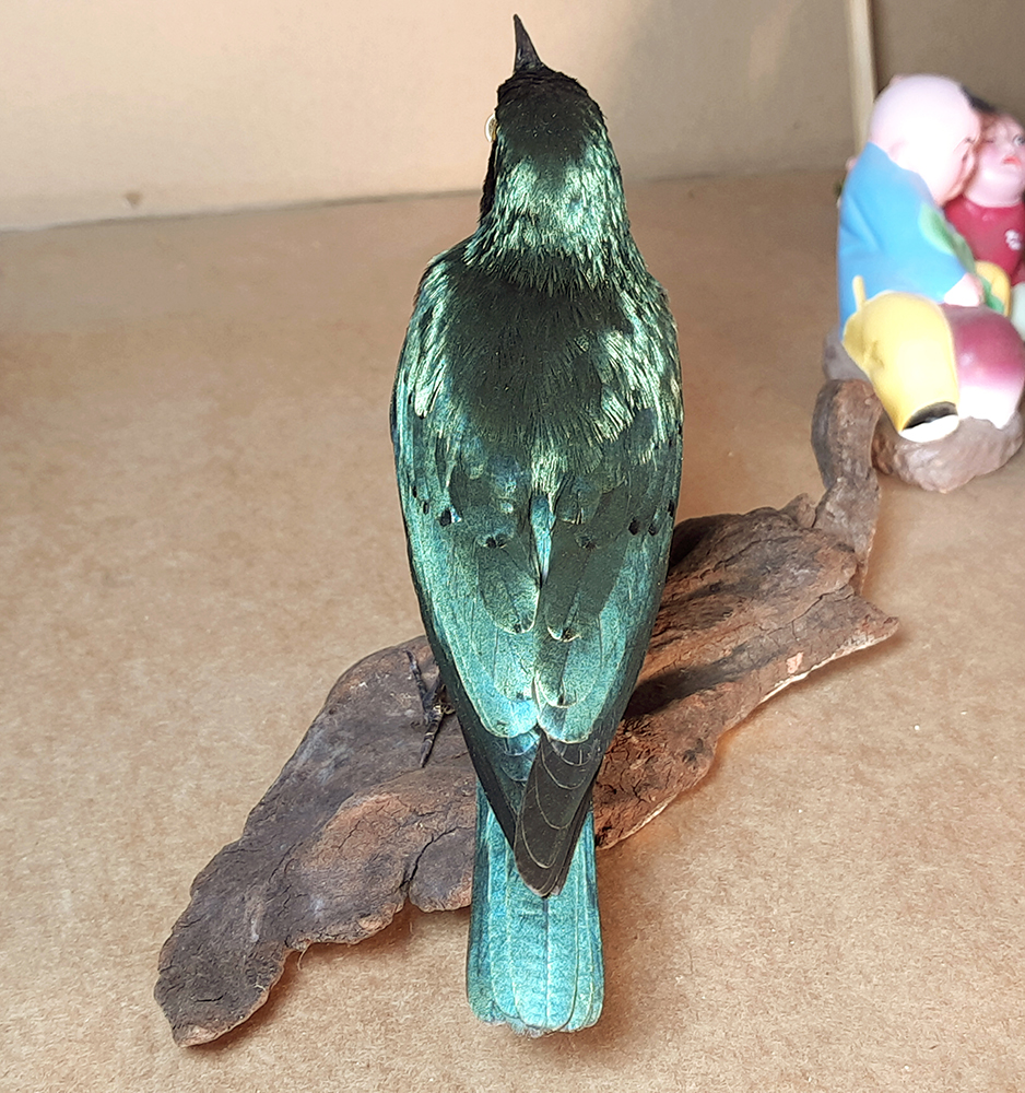 Superbwin Taxidermy Art