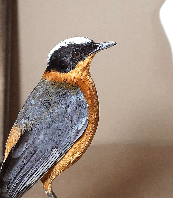 Superbwin Taxidermy Art