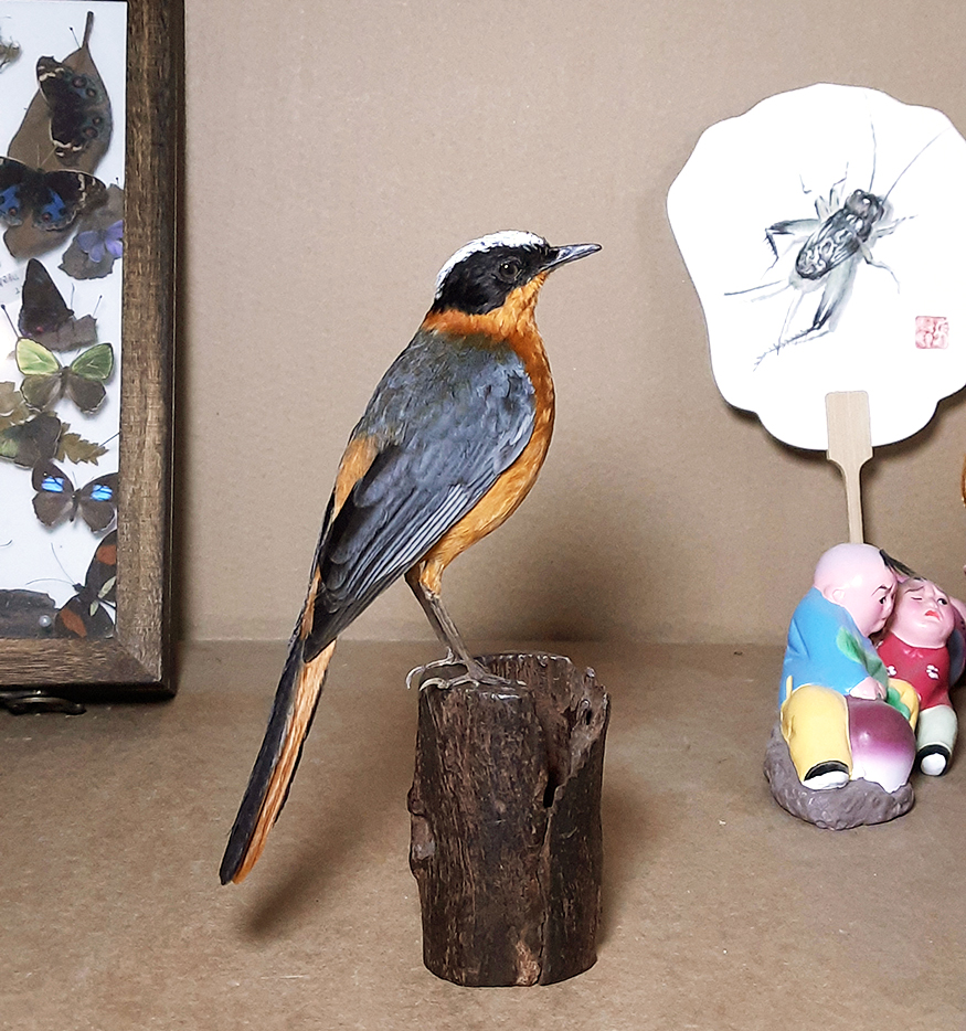 Superbwin Taxidermy Art