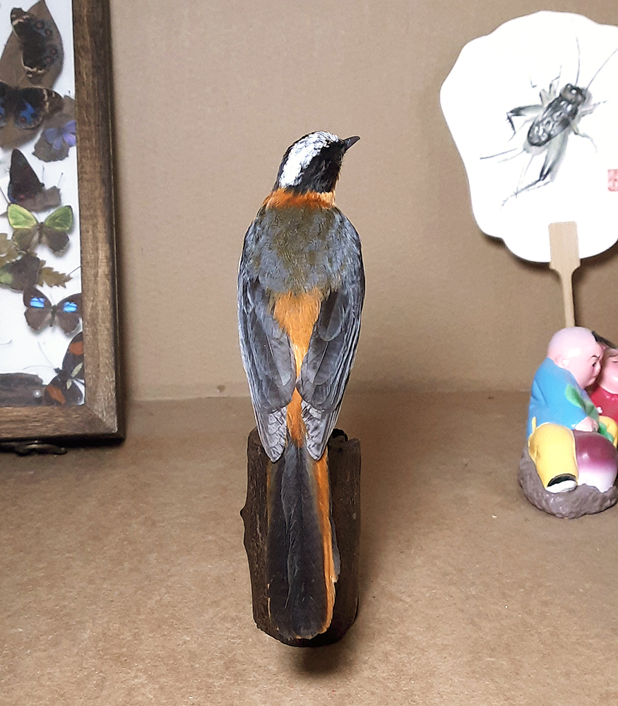 Superbwin Taxidermy Art