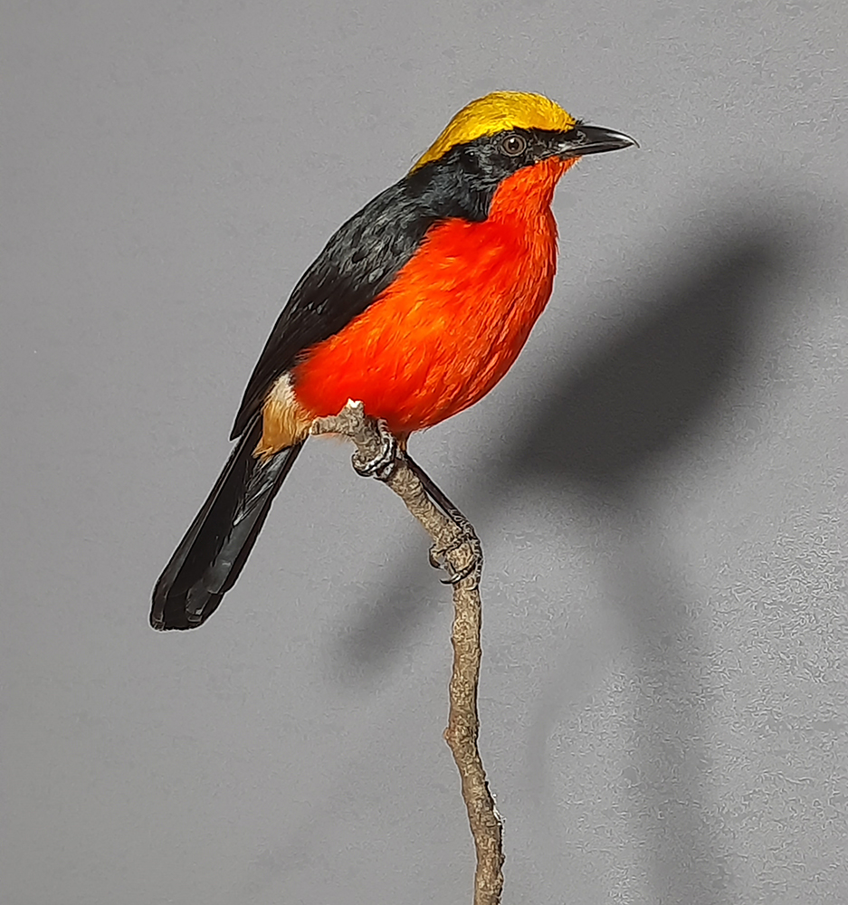 Yellow-Crowned Gonolek