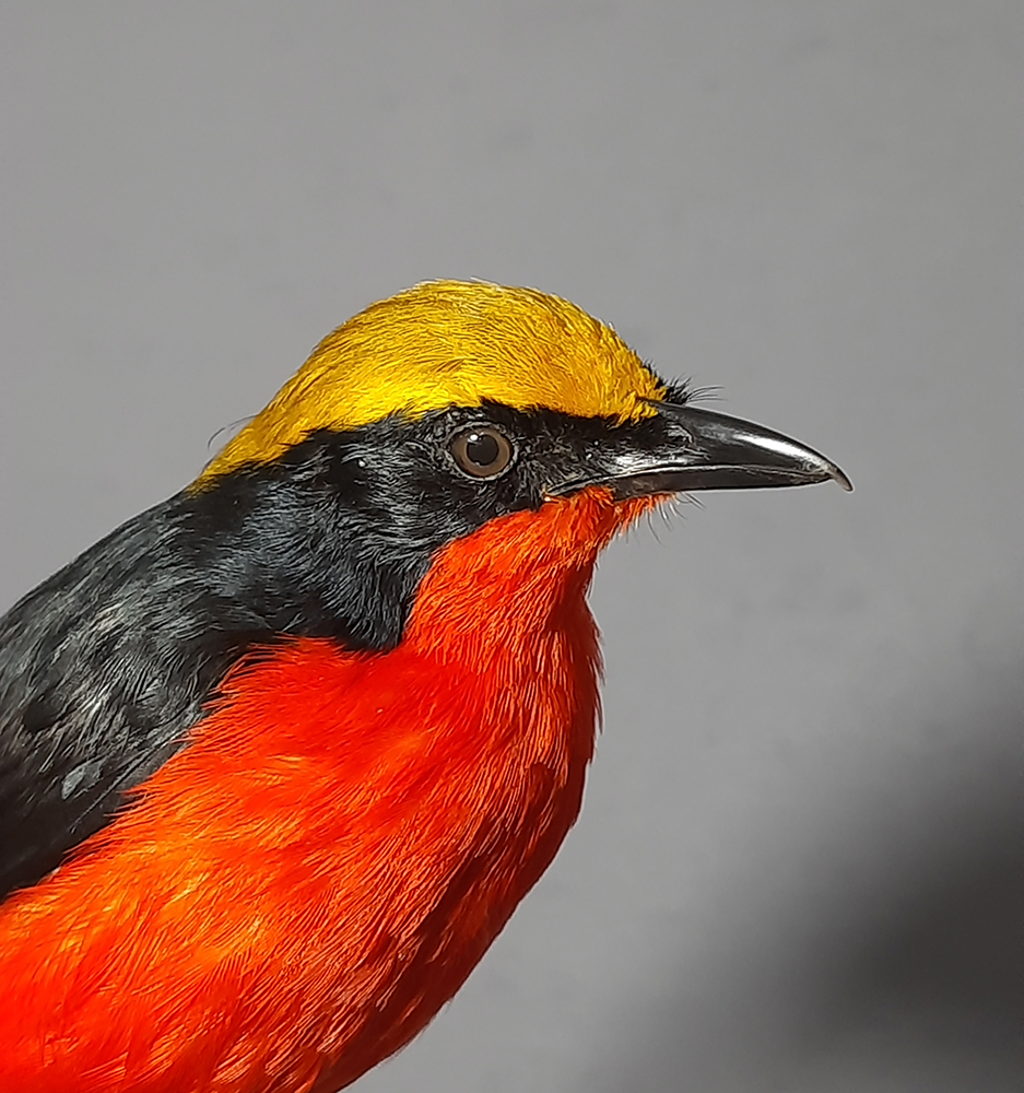 Yellow-Crowned Gonolek