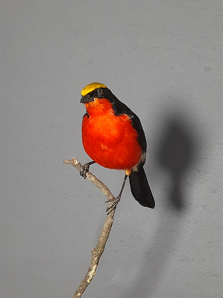 Superbwin Taxidermy Art