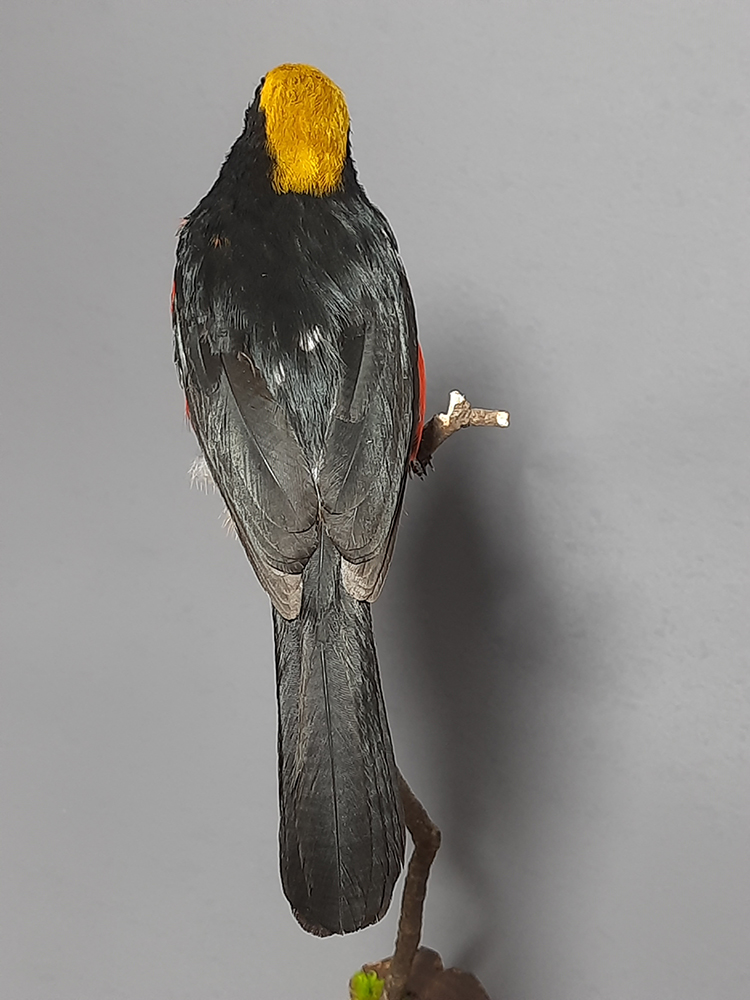 Superbwin Taxidermy Art