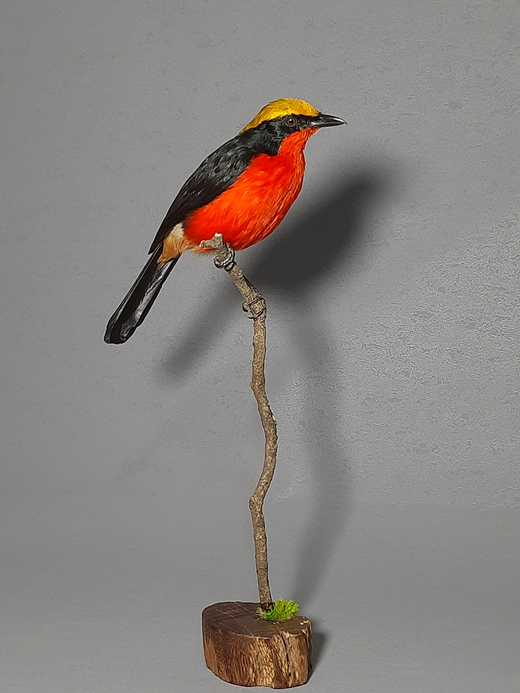 Superbwin Taxidermy Art