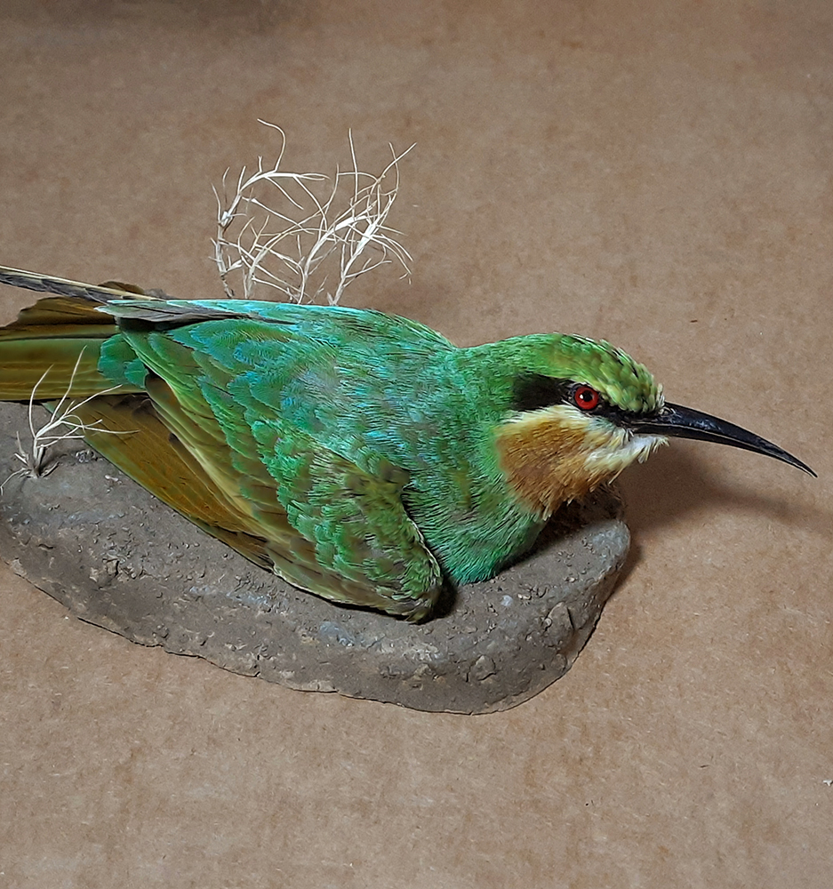 Superbwin Taxidermy Art