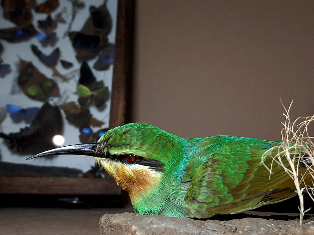 Superbwin Taxidermy Art