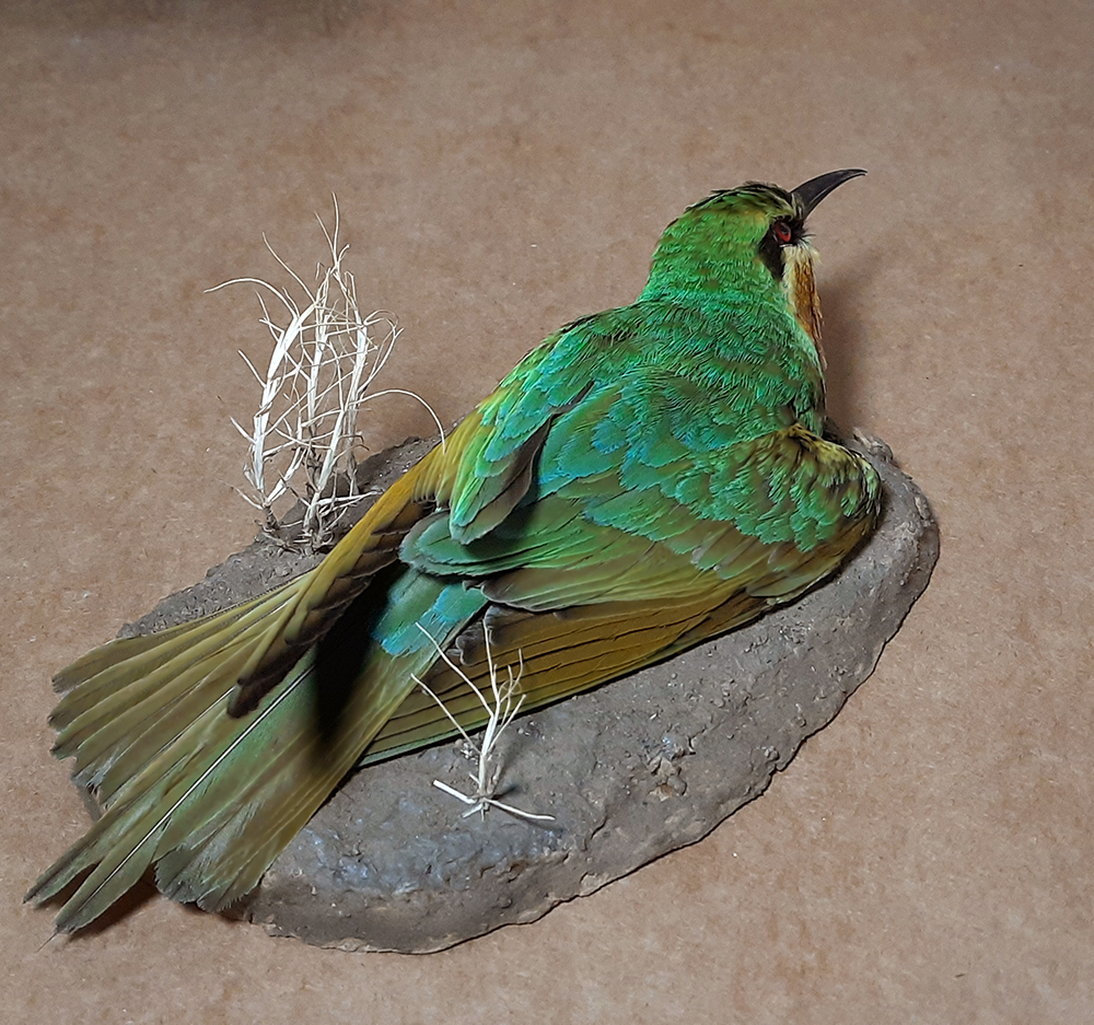 Superbwin Taxidermy Art