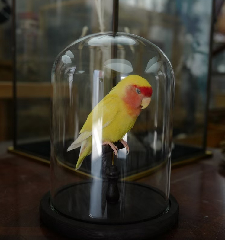 Superbwin Taxidermy Art