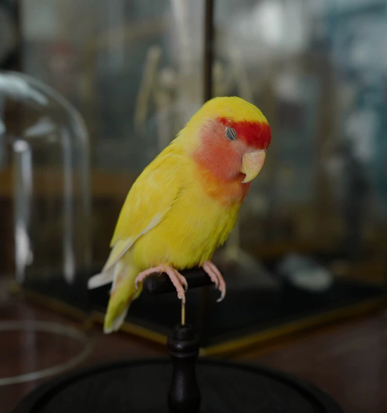 Japanese Yellow Luntino Peach Faced Lovebird