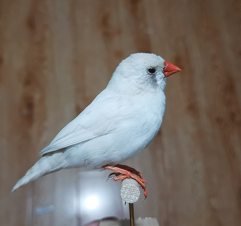 White Zebra Finch