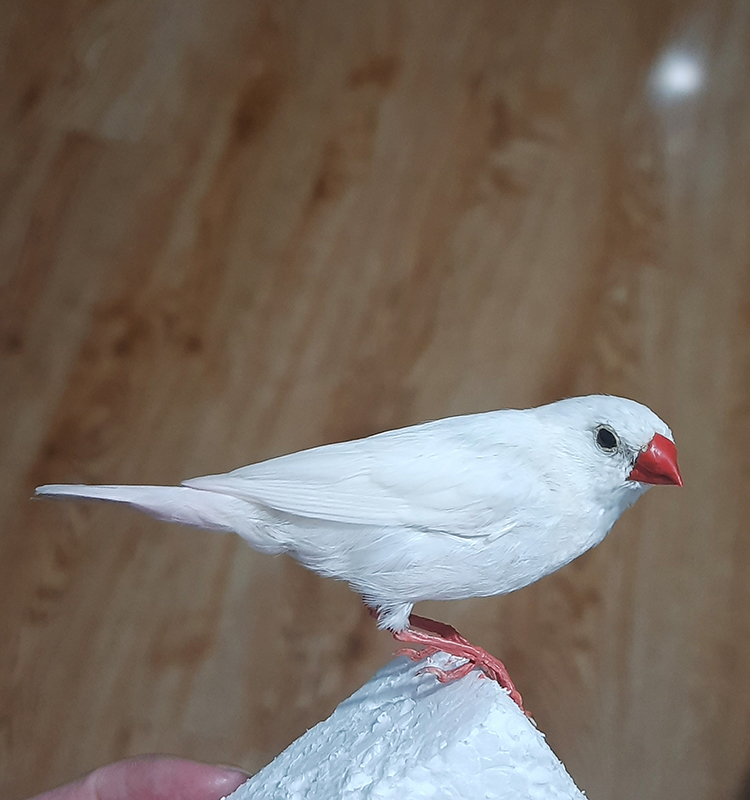 Superbwin Taxidermy Art