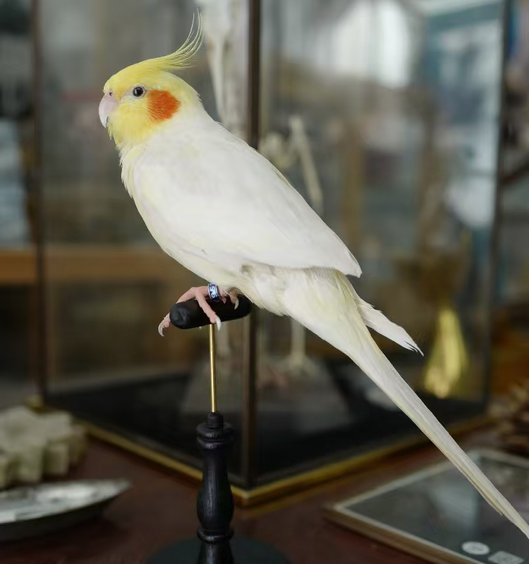 Superbwin Taxidermy Art