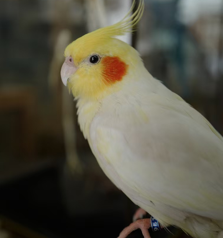 Superbwin Taxidermy Art