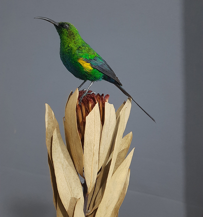 Superbwin Taxidermy Art