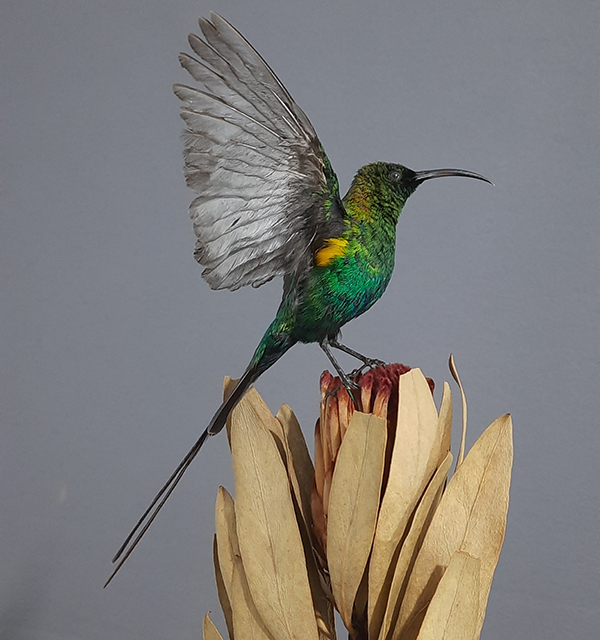 Superbwin Taxidermy Art